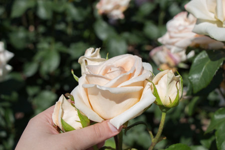 A closeup shot of a person picking a white rose from the bush