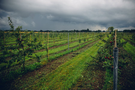 A view of an apple orchard with ripe fruits under a cloudy sky
