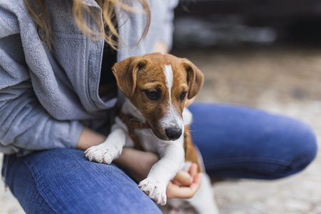 A closeup shot of a person hugging a small Jack Russell Terrier under the sunlightの写真素材