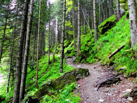 A muddy narrow pathway going through the grass-covered hill with tall beautiful trees