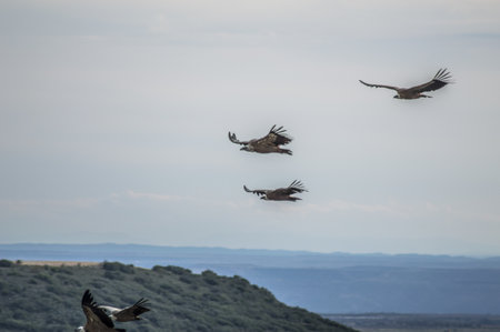 A flock of the hawks flying above mountains on a cloudy sky background