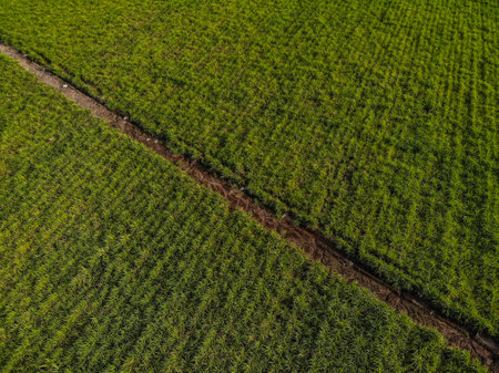An aerial shot of a beautiful green farmlandの写真素材