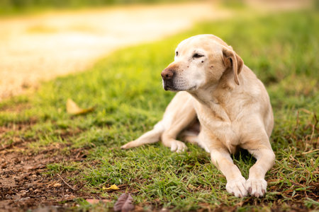 A selective focus of the Labrador Retriever dog sitting on the grassの写真素材