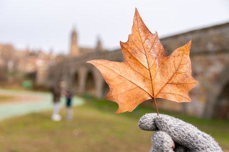 A selective focus of a person in gloves holding a dry maple leaf at daytime - perfect for wallpapersの写真素材