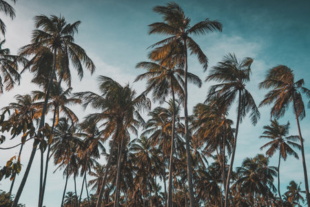 A low angle shot of a lot of palm trees on the beach in Arvores