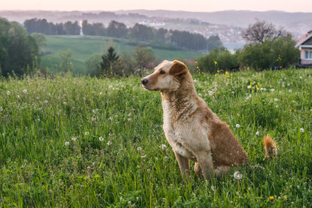 A cute adorable brown dog on the background of greenery