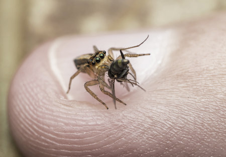 A macro shot of a cricket caught by a tiny spider on a person's finger