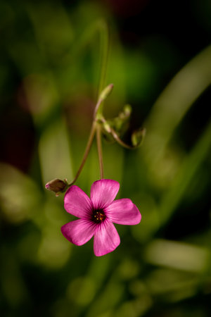 A vertical selective focus shot of redwood sorrel flowerの写真素材