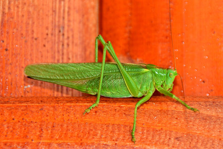 A green Tettigonia viridissima insect in close up
