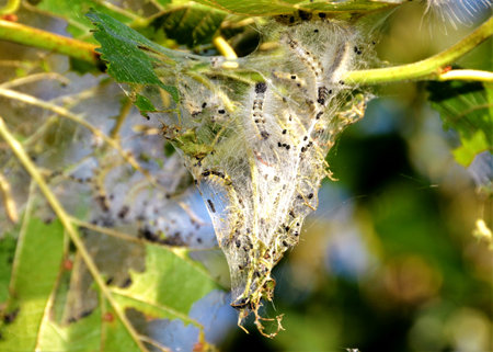 caterpillar nest with canvas in the tree