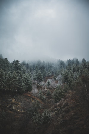 An aerial shot of the evergreen pine trees under a gloomy cloudy skyの写真素材