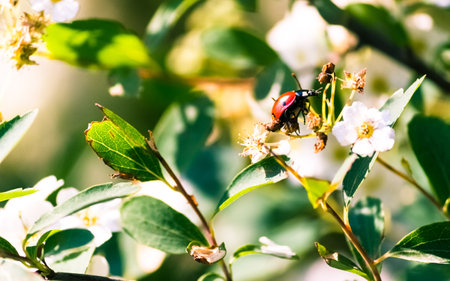 A closeup shot of a ladybug on a cherry blossom tree flowerの写真素材