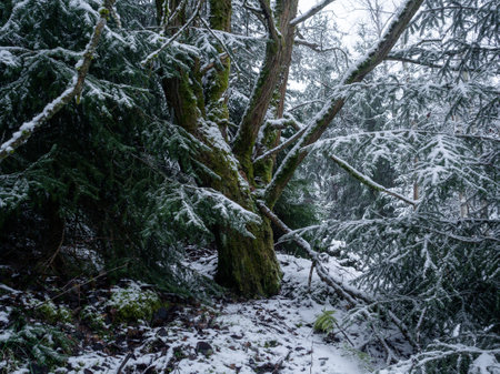 The trees and bushes in a forest covered in the snow at daytime in Germany - perfect for natural conceptsの写真素材