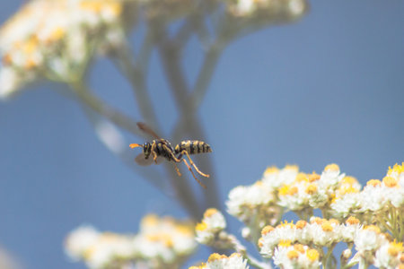 A selective focus shot of a wasp on flightの写真素材