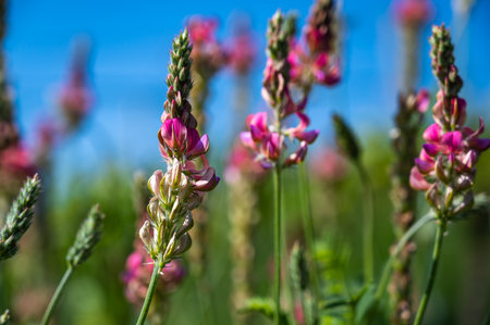 A closeup shot of pink lavender flowers in a field with a blurred backgroundの写真素材