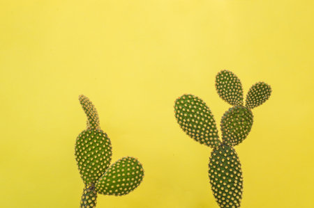 A closeup shot of a cactus plant behind a yellow backgroundの写真素材