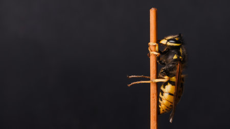 A closeup shot of a hornet on a stick behind a dark backgroundの写真素材