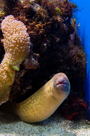 A closeup vertical shot of a moray eel in the aquarium
