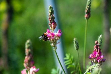 A clsoeup shot of a honeybee on a beautiful pink lavender flower