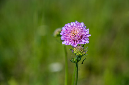 A closeup shot of a beautiful purple pincushion flower on a blurred backgroundの写真素材