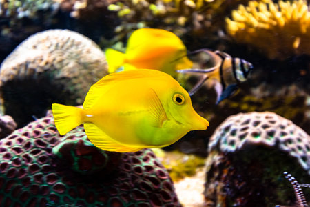 A closeup shot of coral reef fish swimming in the ocean in Londonの写真素材