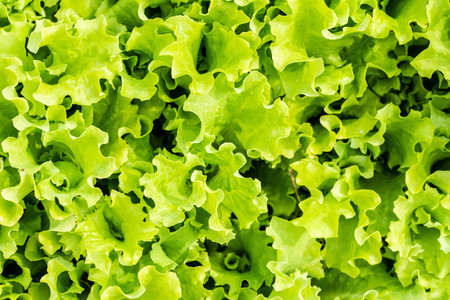 A closeup shot of fresh green lettuce - great for a natural wallpaperの写真素材