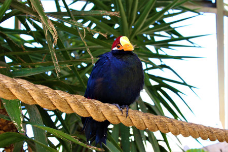 A shot of a blue bird sitting on a thick rope and some tropical trees in the backgroundの写真素材