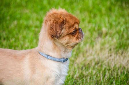 A closeup shot of a small brown lion dog on the grass