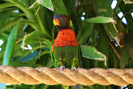 A closeup shot of a red-collared lorikeet standing on a rope surrounded by greenery under the...