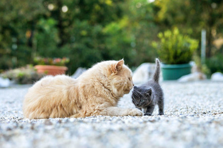 A lovely ginger cat playing with an adorable gray kitten in the gardenの写真素材