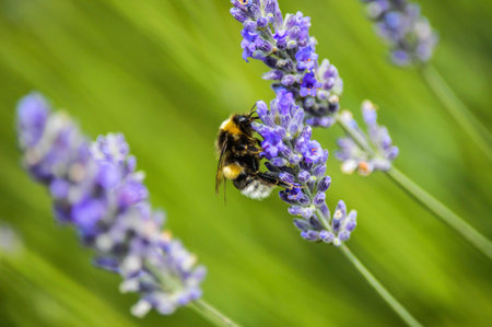 A close up shot of a bee on a purple flower in a green background