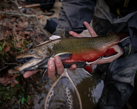 Close up of a large Brook trout being released by Fishermanの写真素材