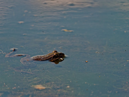 A closeup shot of the marsh frog Pelophylax ridibundus in the lake in Europeの写真素材