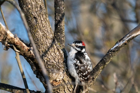 A shot of beautiful and white and black patterned Downy woodpecker birdの写真素材