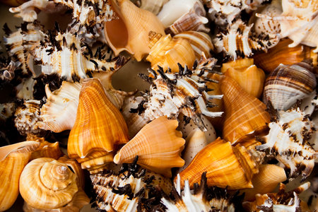 A closeup shot of several snails and seashells