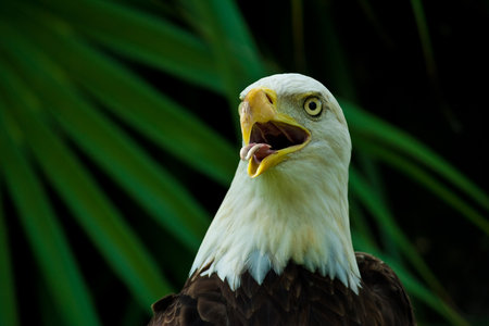 A closeup shot of an American bald eagle with an open beak