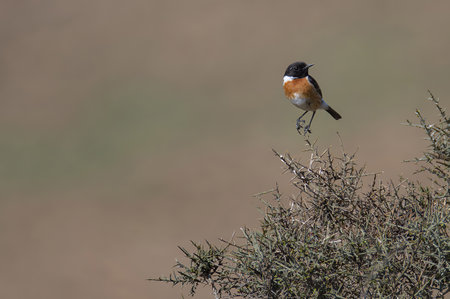 A chestnut-backed chickadee bird standing on the branches of a tree