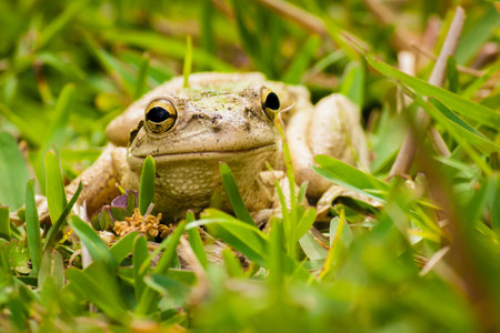 A closeup shot of a grey frog surrounded by grass