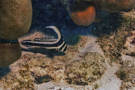 A spotted drum fish swimming in coralの写真素材