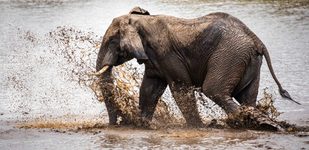 A shallow focus shot of an elephant splashing water on a lake