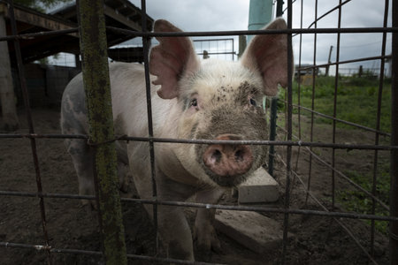 A shot of a pig inside the fence