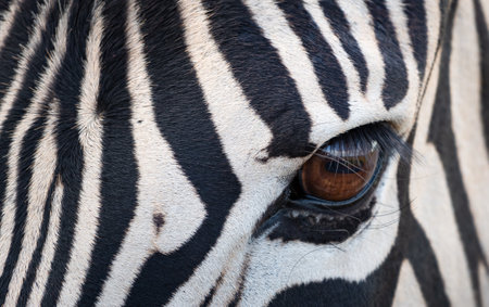 A closeup shot of zebra eye