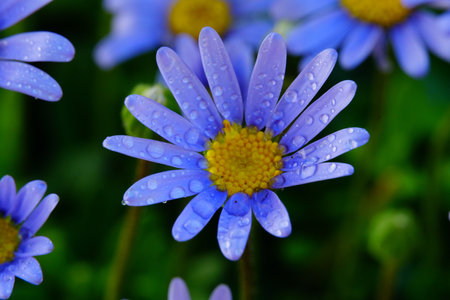 The blue daisy flowers in the gardenの写真素材