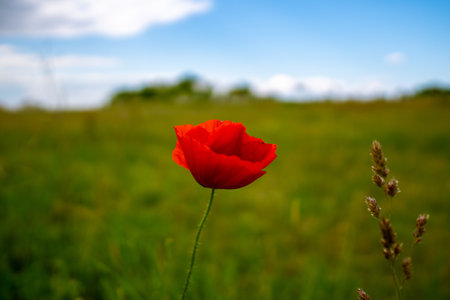 A horizontal shot of a beautiful red poppy in a green field during daylight -perfect for wallpaperの写真素材