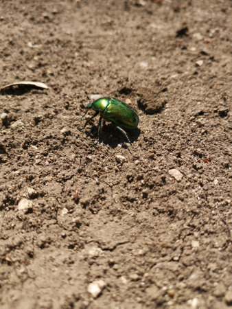 A vertical shot of a green metallic beetle walking on the ground
