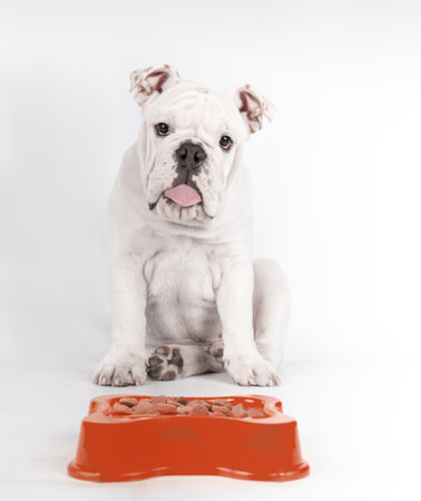 A vertical shot of a funny English bulldog puppy sitting and waiting in front of his food on white backgroundの写真素材