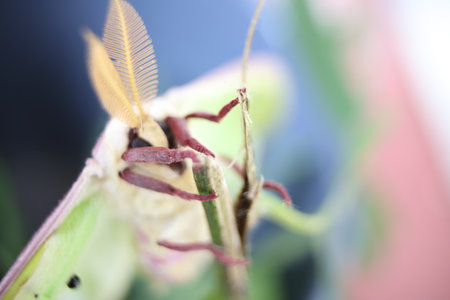 A closeup shot of a white luna moth in a green plantの写真素材