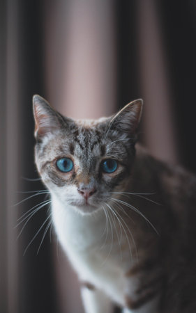 A vertical closeup shot of a cute grey and white cat with blue eyesの写真素材