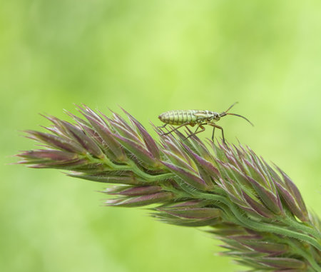 macro of bug, wildlife of pest