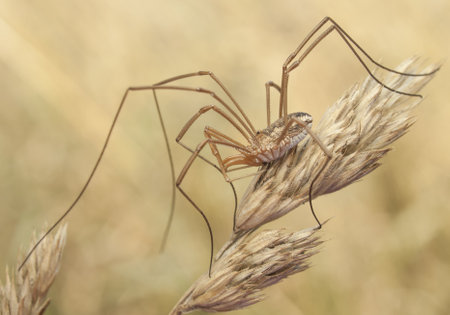 photo of a spider, hunting predator